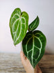 Anthurium Crystallinum – Fascino Cristallino | Aracearium