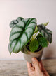 Alocasia Baginda Silver Dragon – La Pianta dalle Scaglie Argentate | Aracearium
