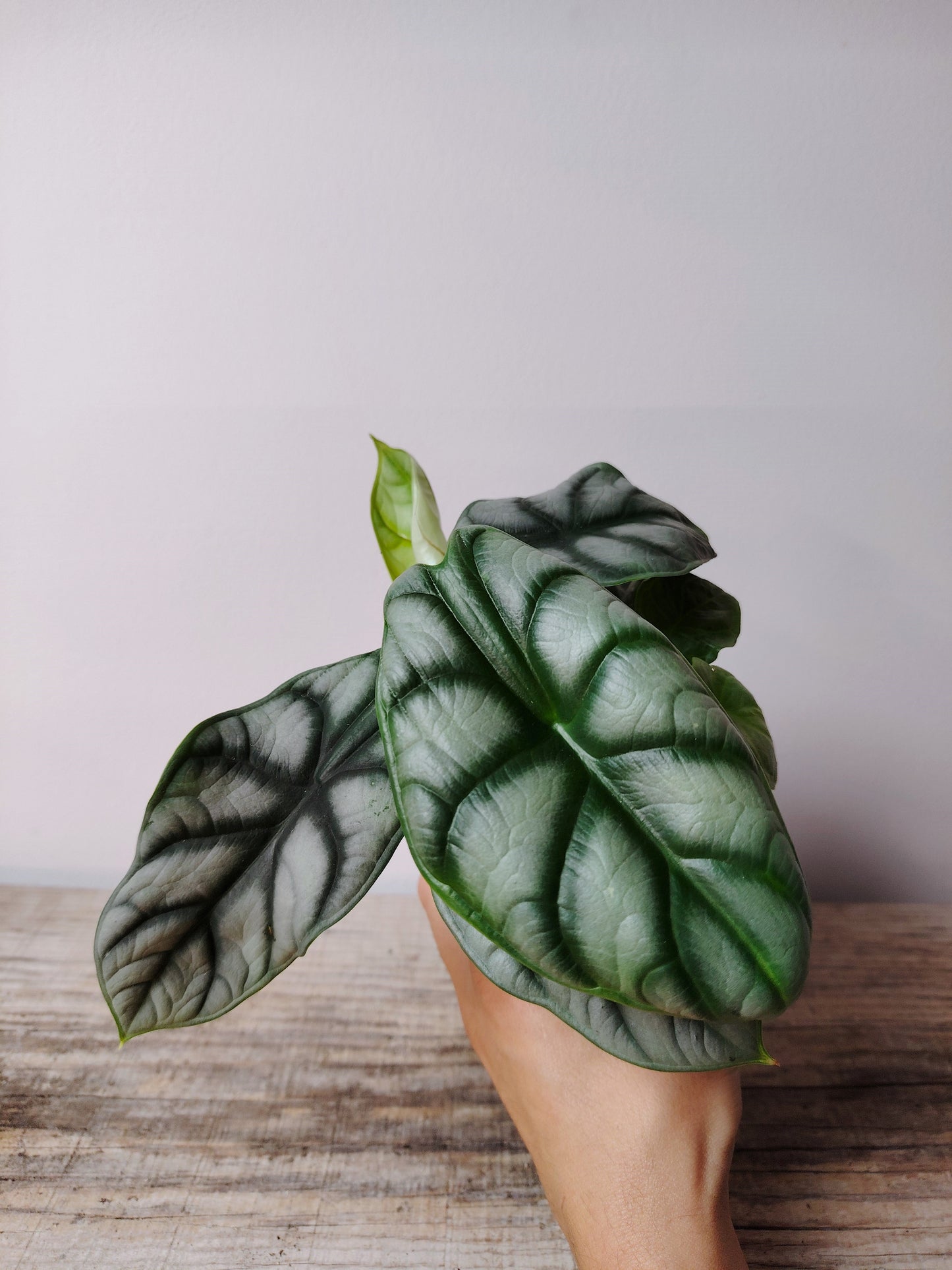 Alocasia Silver Dragon – Baby Plant dalle Scaglie di Drago