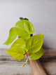 Philodendron Scandens Lemon Lime – Baby Plant Luminosa | Aracearium