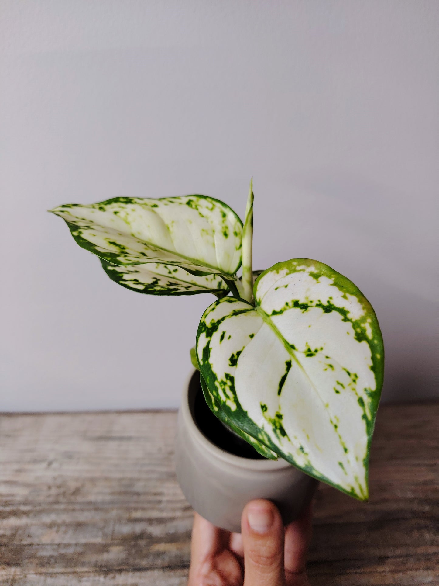 Aglaonema Snowflake – Baby Plant dal Fogliame Bianco Neve