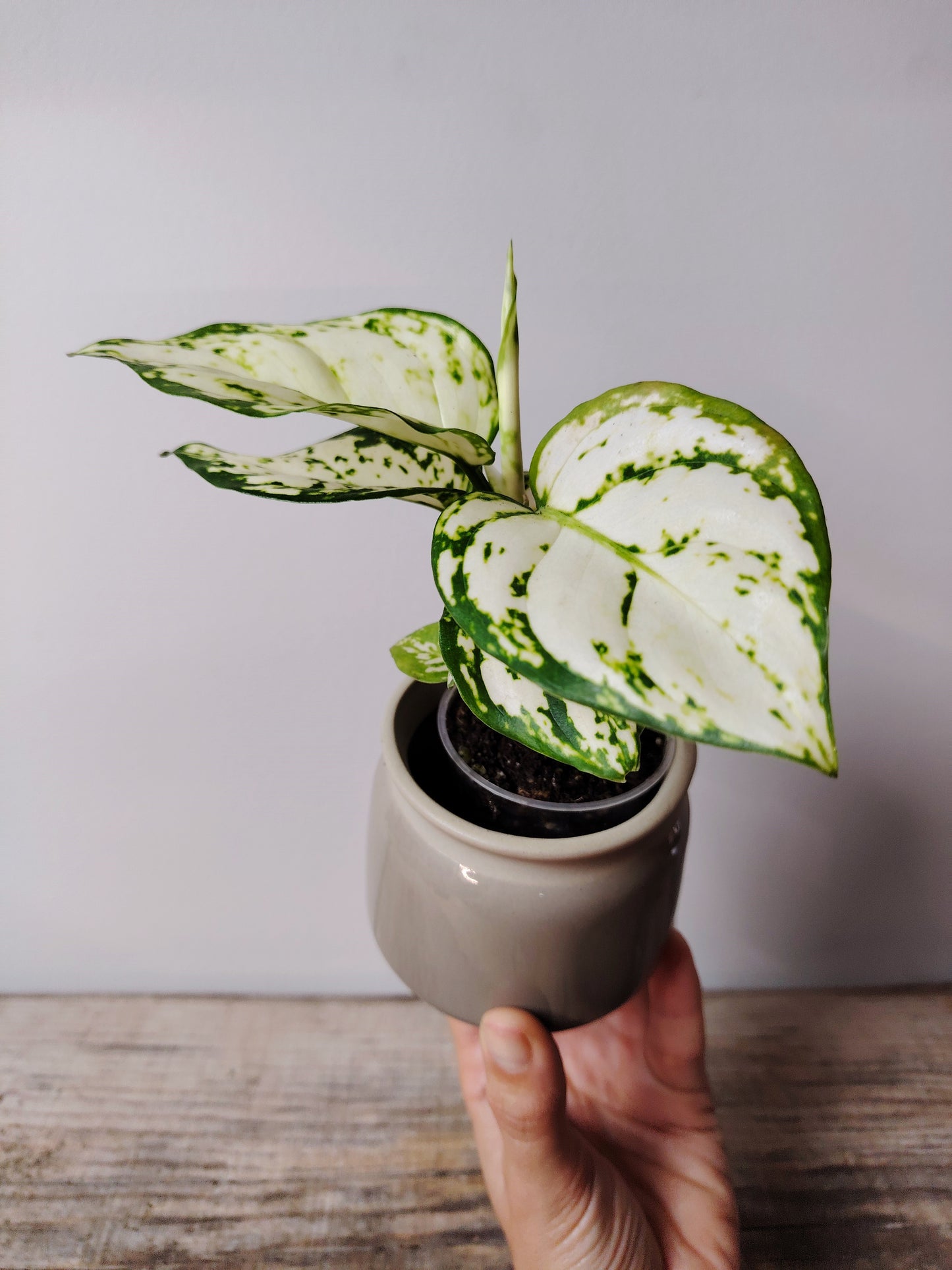 Aglaonema Snowflake – Baby Plant dal Fogliame Bianco Neve