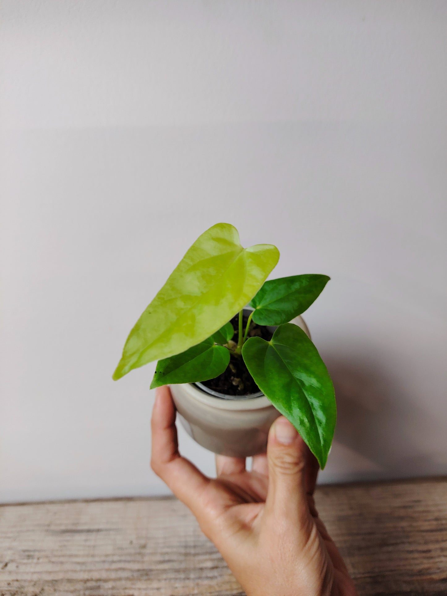 Anthurium Balaoanum – Eleganza Esotica e Foglie Lussureggianti