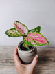 Aglaonema Red Valentine – Baby Plant Elegante | Aracearium