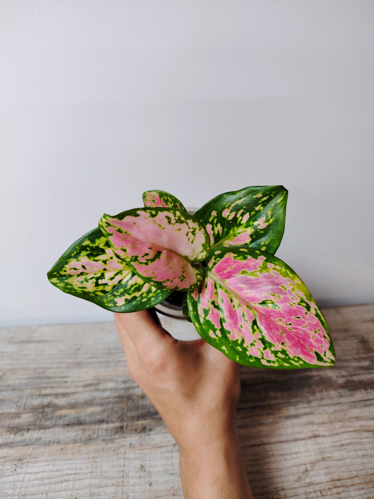 Aglaonema Red Valentine – Baby Plant Elegante e Colorata