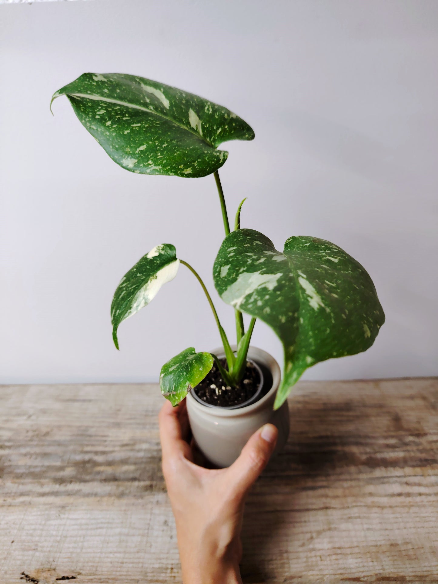 Monstera Thai Constellation – Baby Plant dal Fascino Stellare