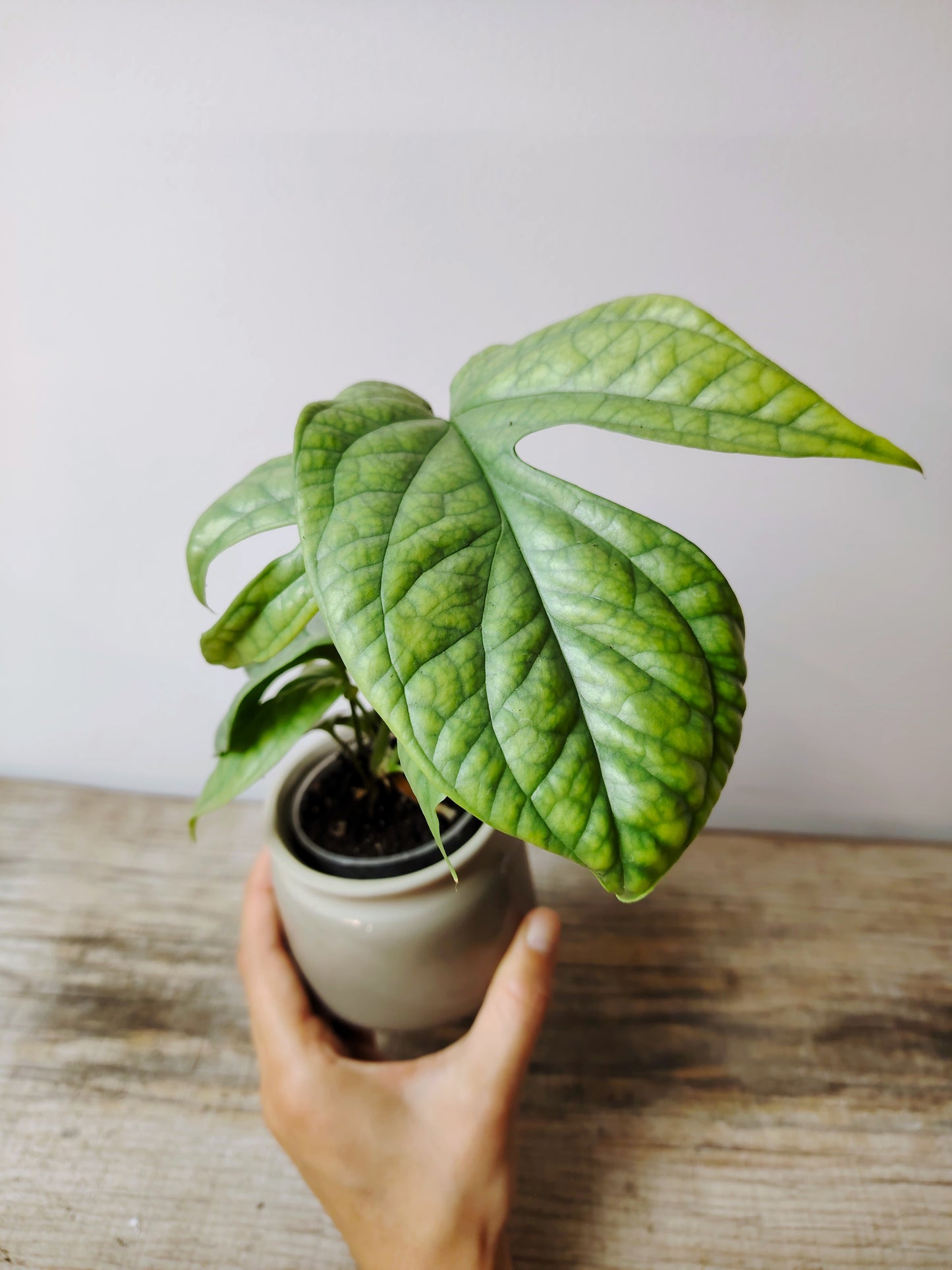 Amydrium Silver – Baby Plant dal Fogliame Argenteo