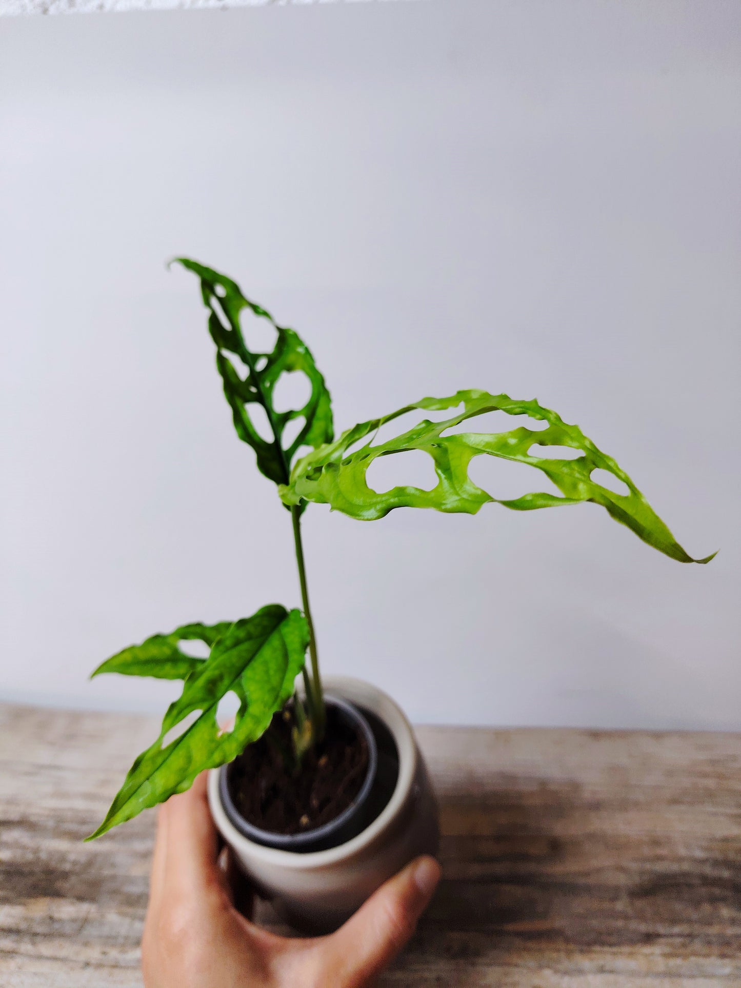 Monstera Obliqua Perù – Baby Plant Rara e Sinuosa