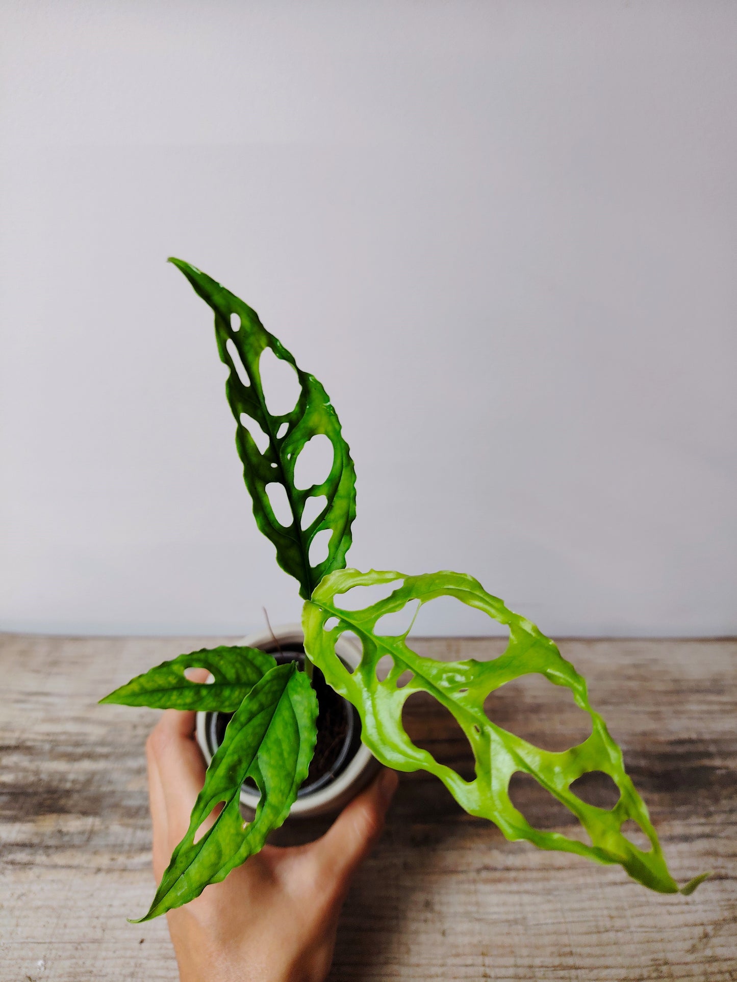 Monstera Obliqua Perù – Baby Plant Rara e Sinuosa