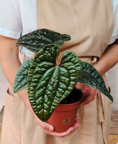 Anthurium Luxurians: Texture Incredibile e Aspetto Preistorico, per Veri Appassionati