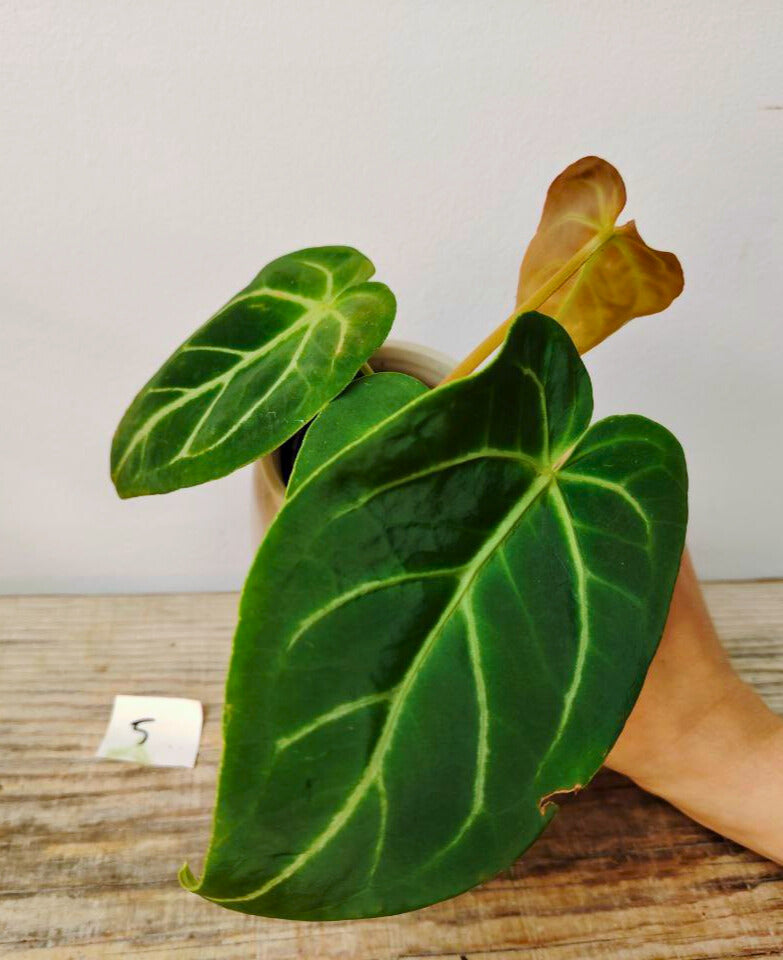 Anthurium Magnificum: Foglie Giganti, Venature Argento per un Effetto Wow Tropicale