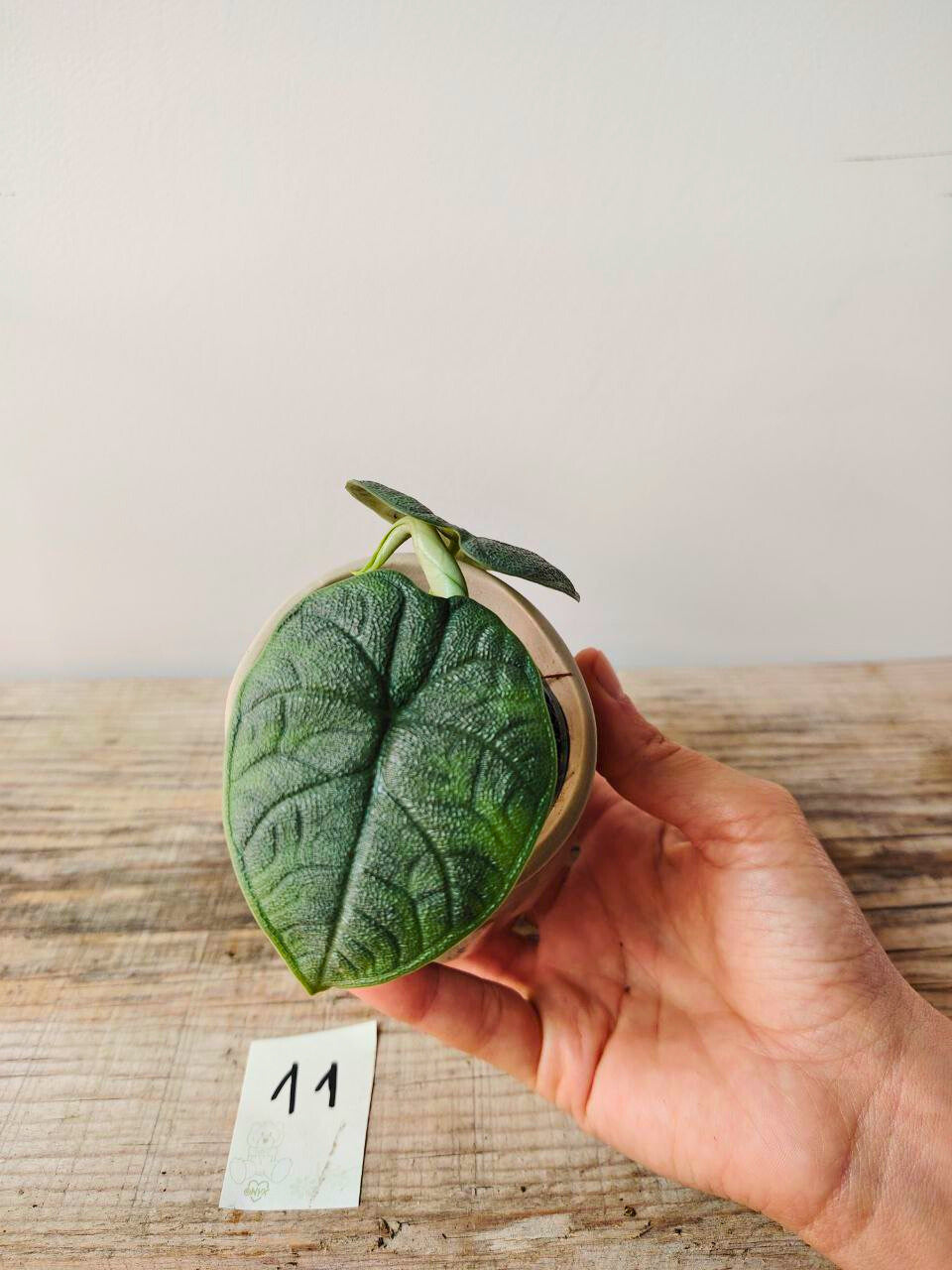 Alocasia Rugosa "Melo" – Baby Plant dal Tocco Esotico