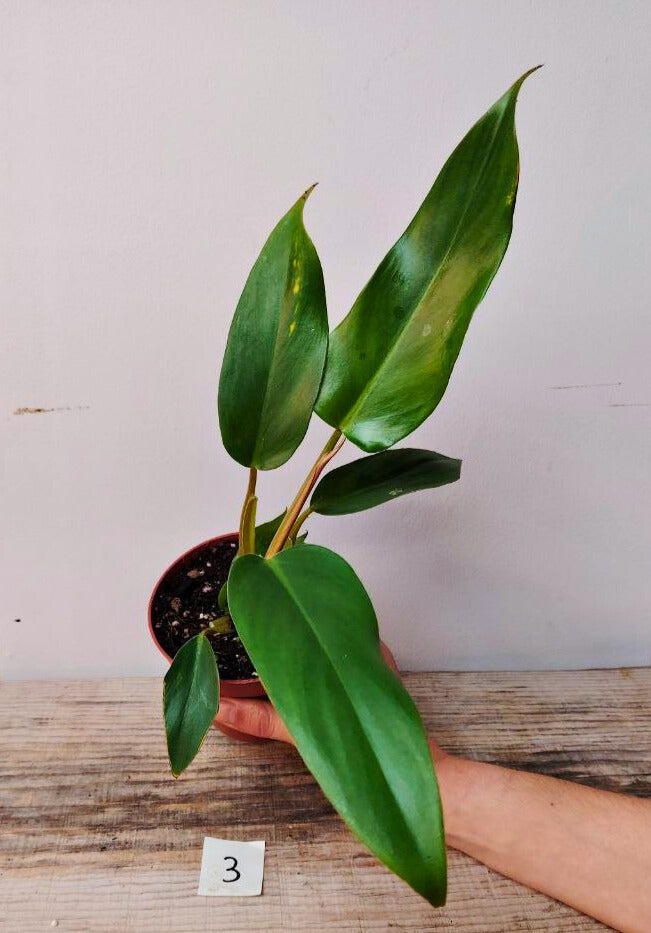Philodendron Mexicanum – L’eleganza tropicale fuori dagli schemi