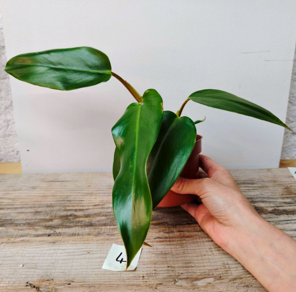 Philodendron Mexicanum – L’eleganza tropicale fuori dagli schemi