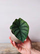 Alocasia Nebula – Bellezza Lunare Rara da Collezione | Aracearium