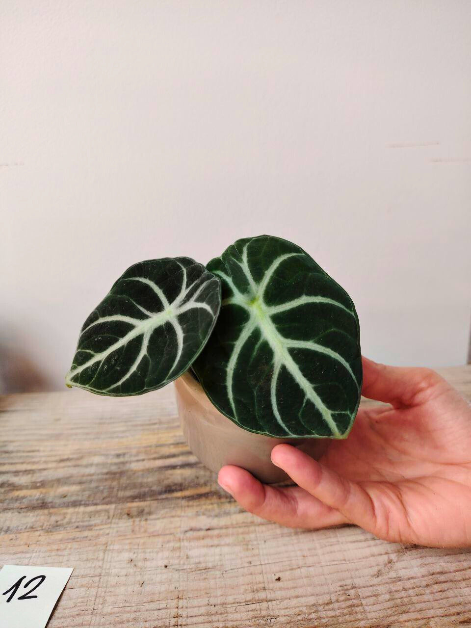 Alocasia Reginula "Ninja" – Baby Plant dal Carattere Forte