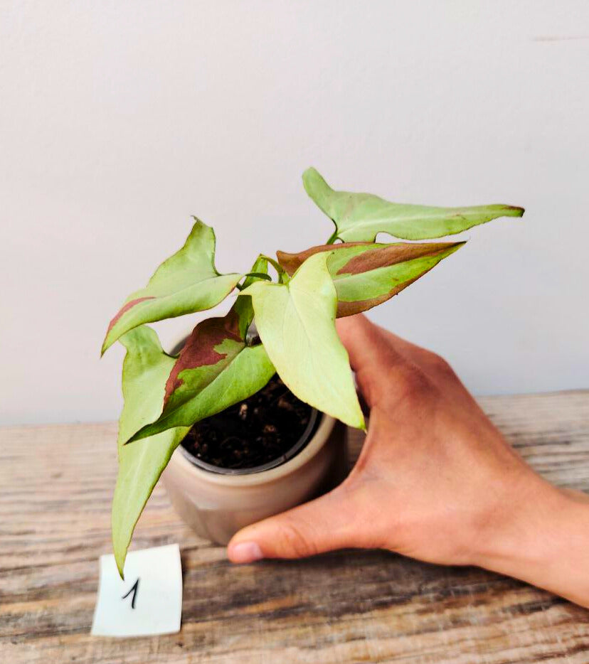 Syngonium Orm Nagpum Variegata – Eleganza variegata per la tua giungla urbana