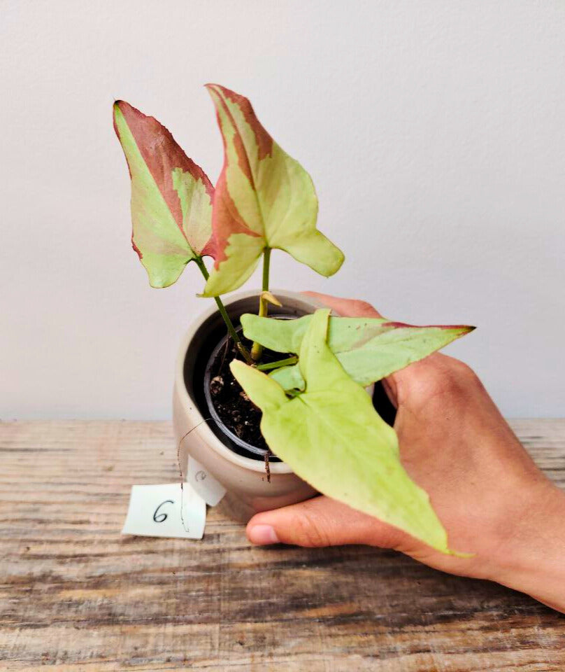 Syngonium Orm Nagpum Variegata – Eleganza variegata per la tua giungla urbana