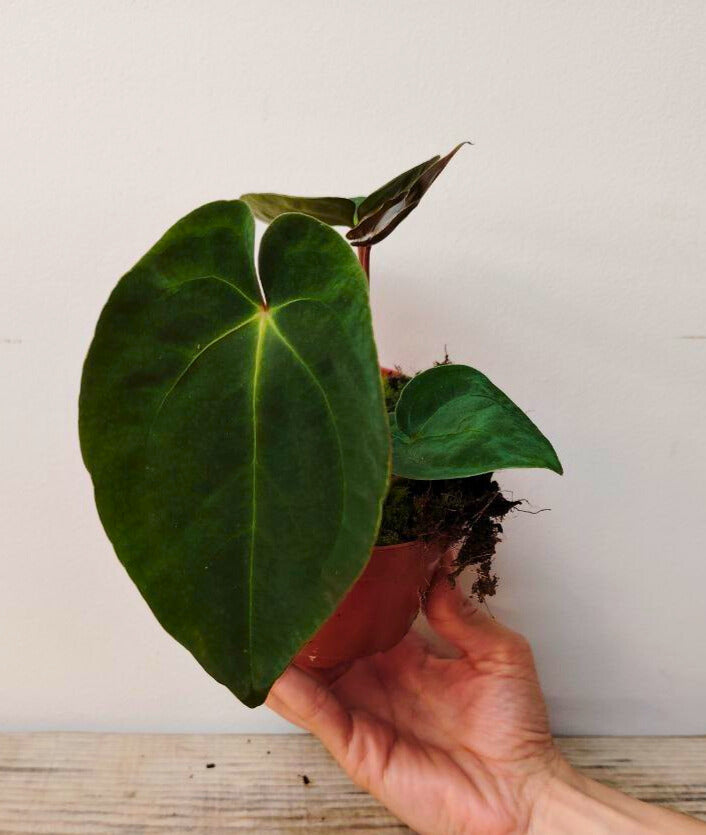 Anthurium Papillilaminum: Foglie Scure e Vellutate per un’Atmosfera Sofisticata