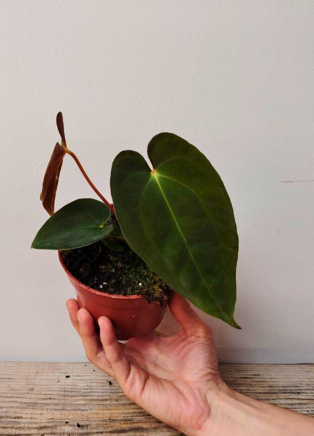 Anthurium Papillilaminum: Foglie Scure e Vellutate per un’Atmosfera Sofisticata