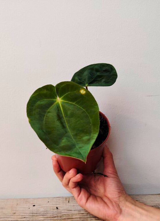 Anthurium Papillilaminum: Foglie Scure e Vellutate per un’Atmosfera Sofisticata