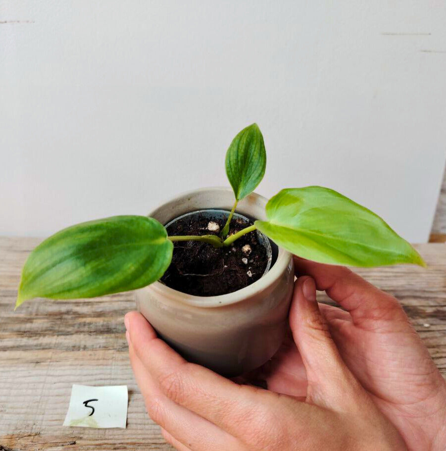 Philodendron Pastazanum – Foglie Cuoriformi Fascino Tropicale | Aracearium