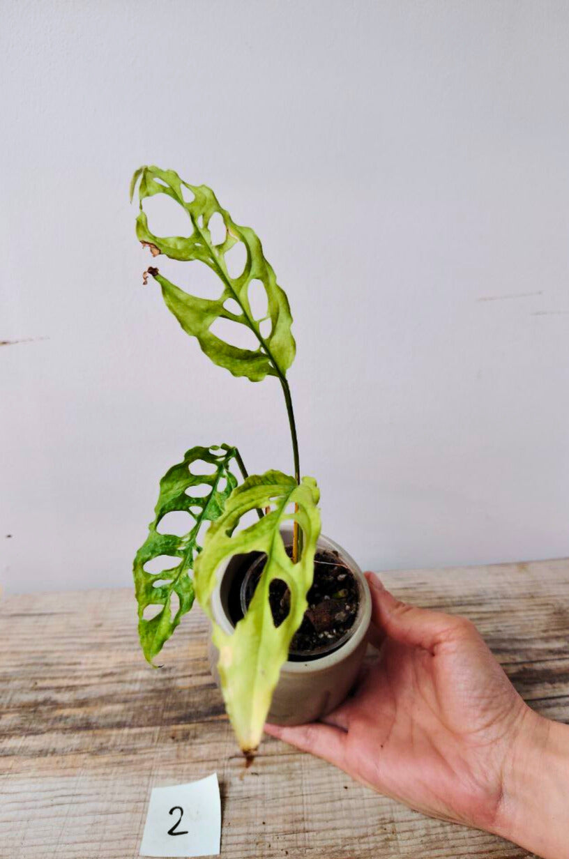 Monstera Obliqua Perù – Baby Plant Rara e Sinuosa