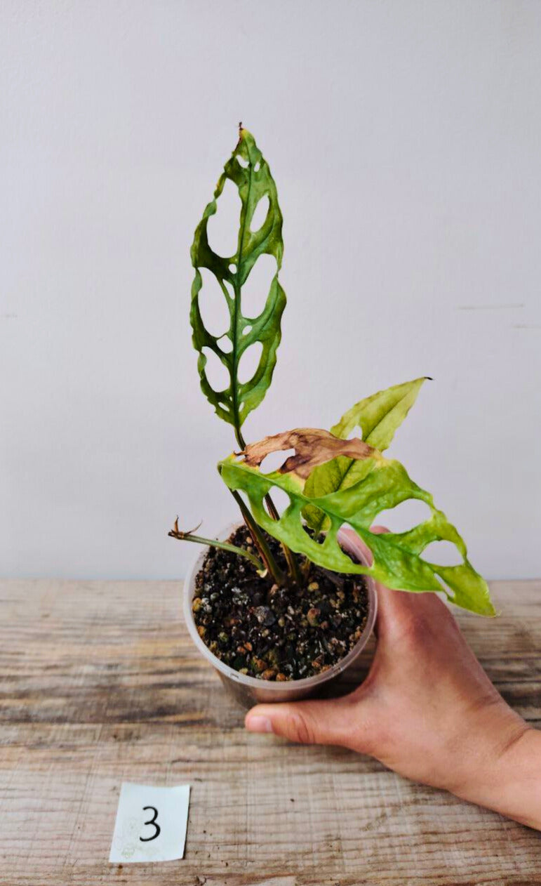 Monstera Obliqua Perù – Baby Plant Rara e Sinuosa