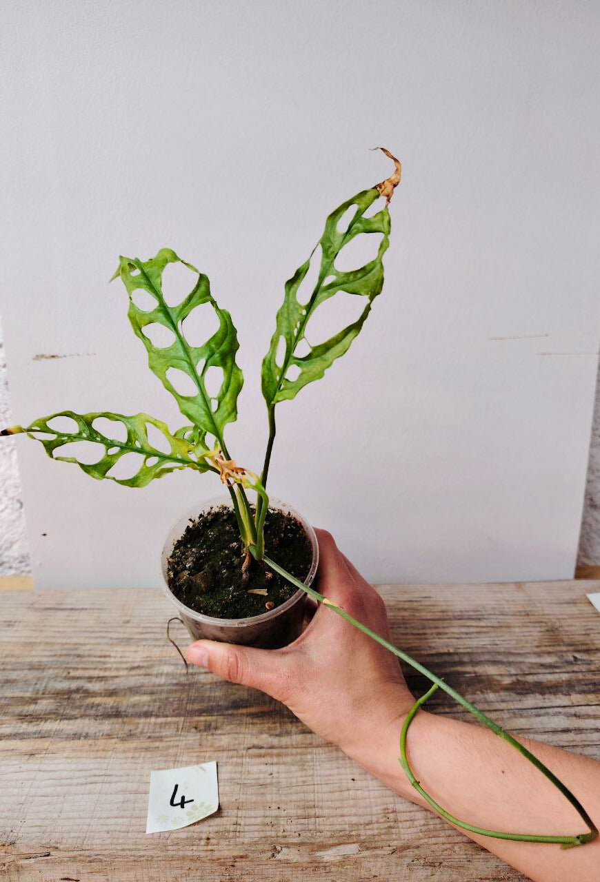 Monstera Obliqua Perù – Baby Plant Rara e Sinuosa