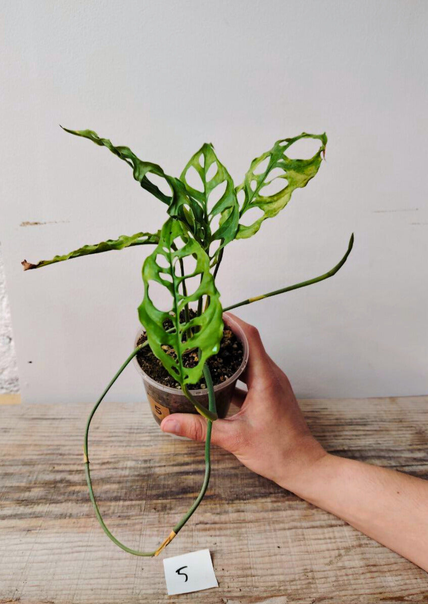 Monstera Obliqua Perù – Baby Plant Rara e Sinuosa