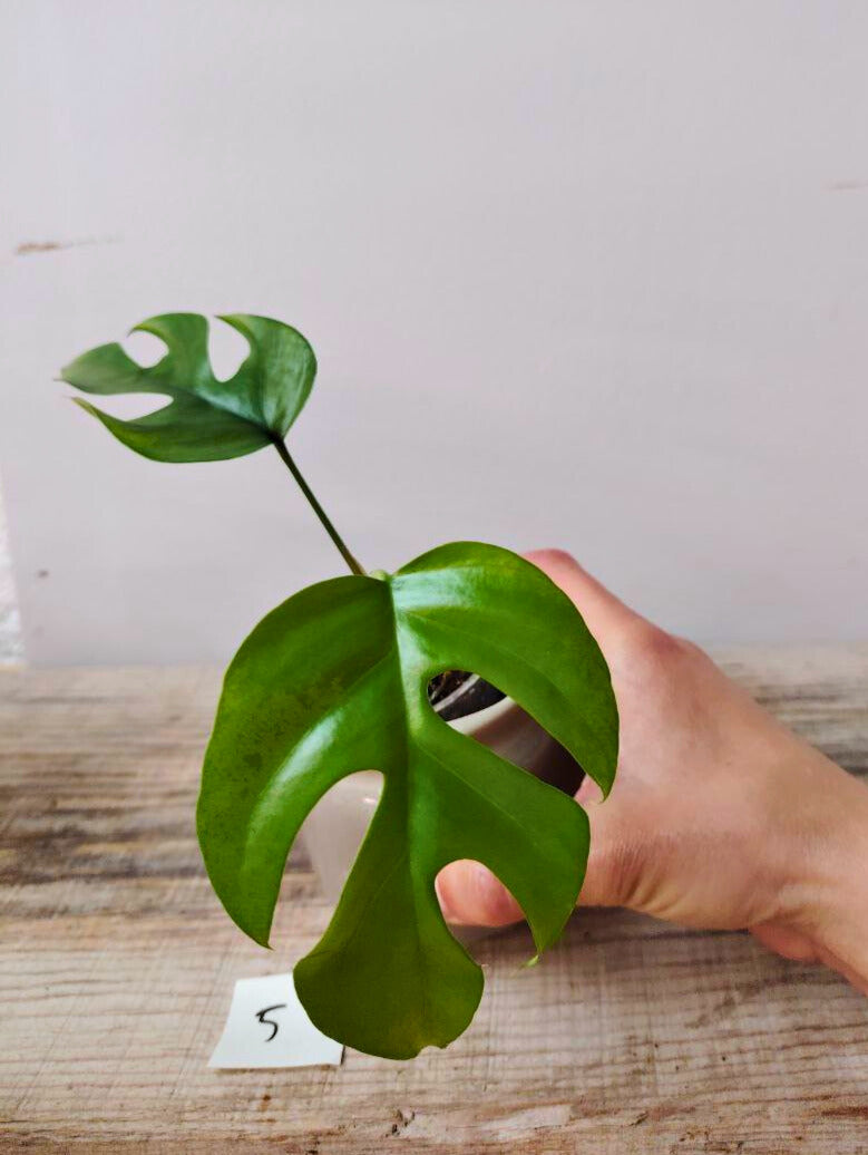 Rhaphidophora Tetrasperma – Mini Monstera d’effetto e facile da coltivare