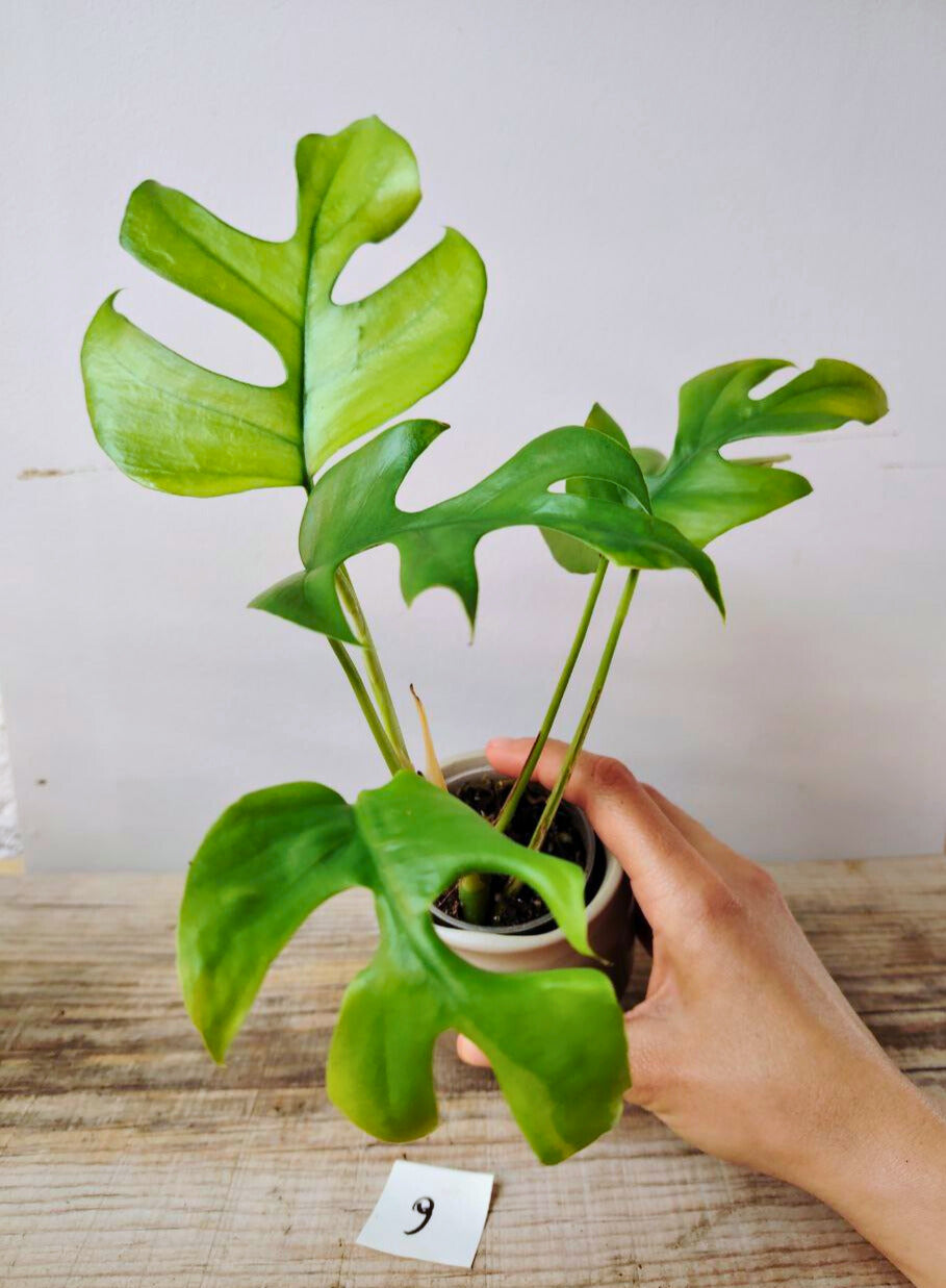 Rhaphidophora Tetrasperma – Mini Monstera d’effetto e facile da coltivare