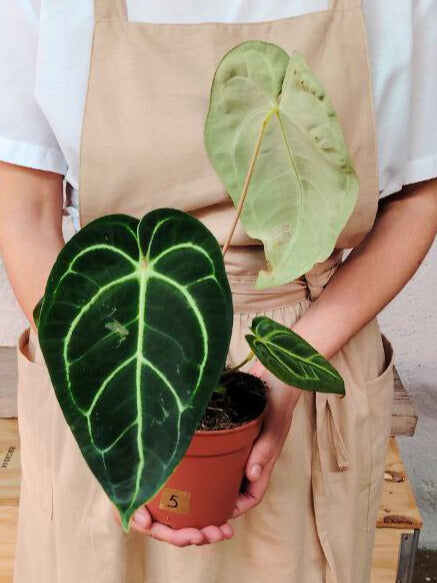 Anthurium Regale: Foglie Giganti e Fascino da Sovrano Tropicale