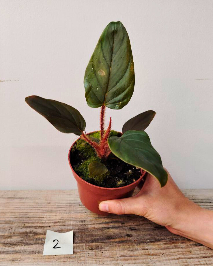 Philodendron Serpens – Fascino esotico dai piccioli pelosi