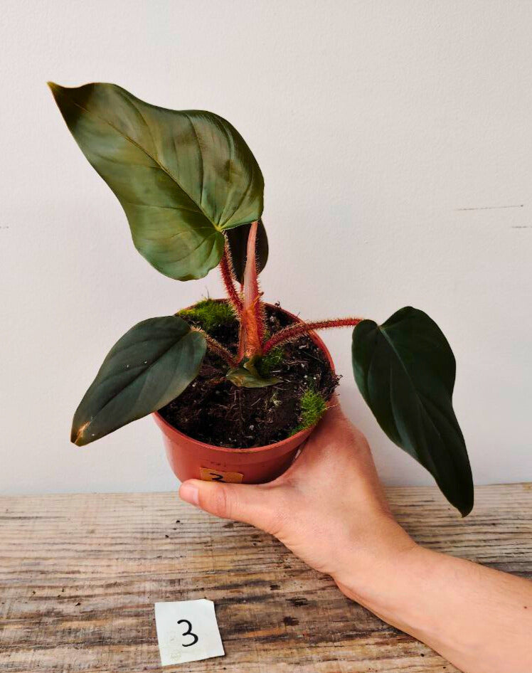 Philodendron Serpens – Fascino esotico dai piccioli pelosi