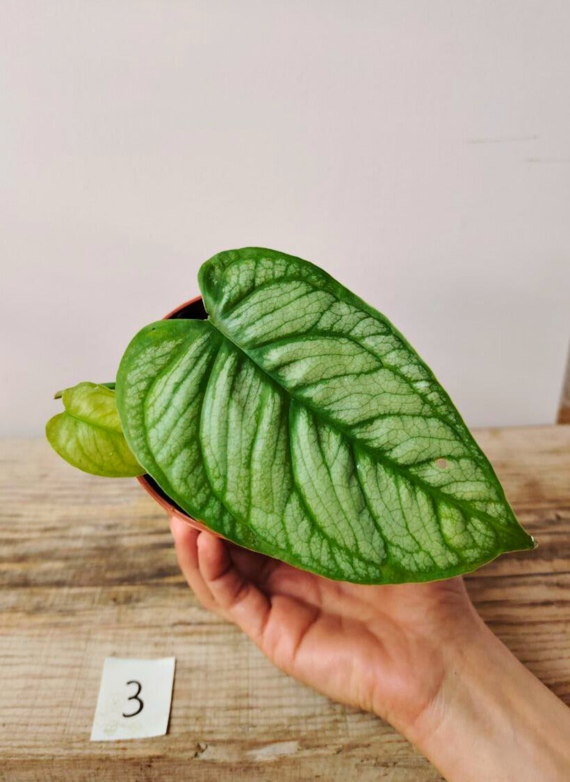 Monstera Siltepecana El Salvador – Eleganza tropicale dalle foglie argentate