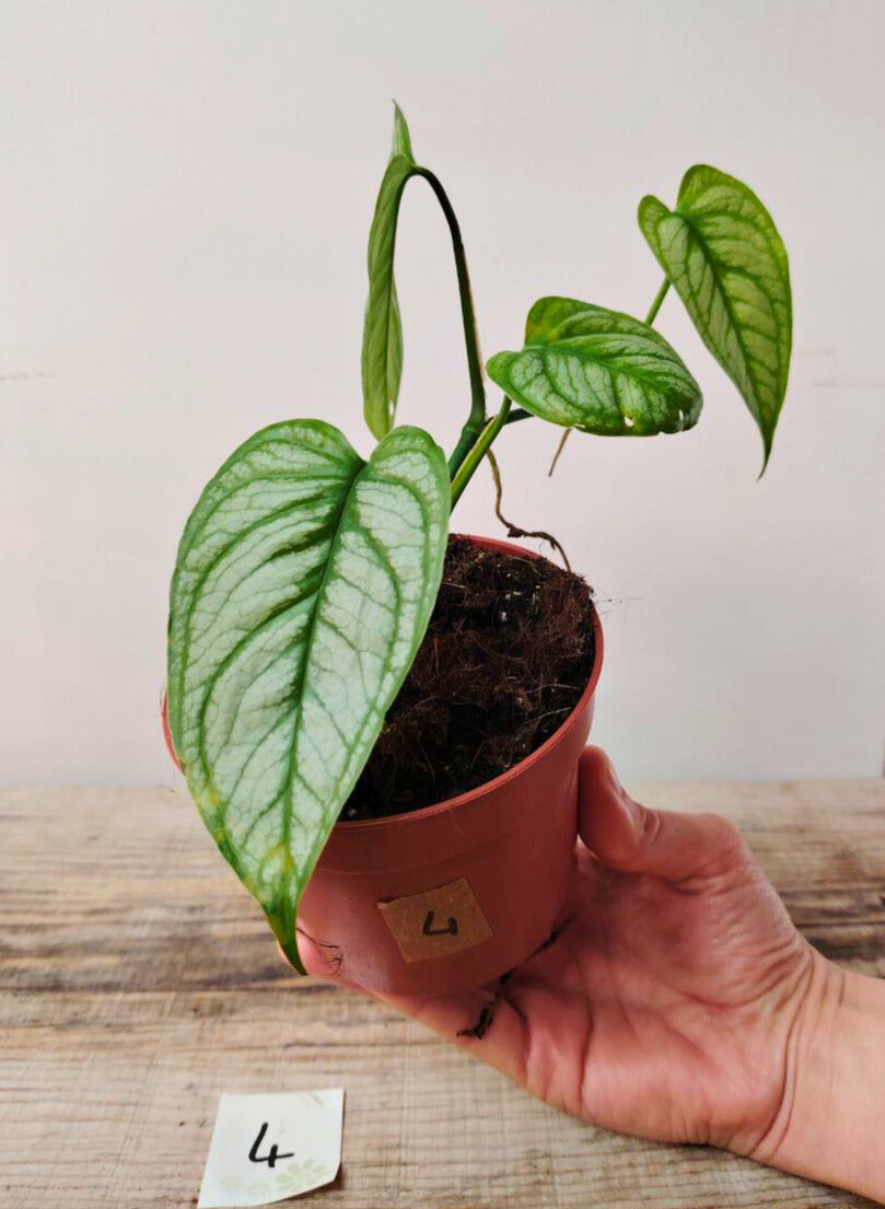 Monstera Siltepecana El Salvador – Eleganza tropicale dalle foglie argentate