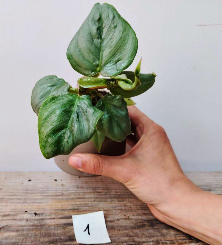 Philodendron Sodiroi – Foglie argentate dal fascino tropicale