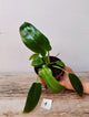 Philodendron Spiritus-sancti – Leggenda Rara Foreste Tropicali | Aracearium