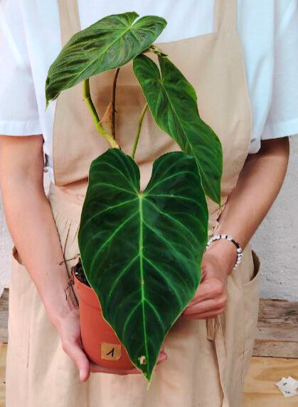 Philodendron Splendid – Velluto tropicale e foglie scenografiche
