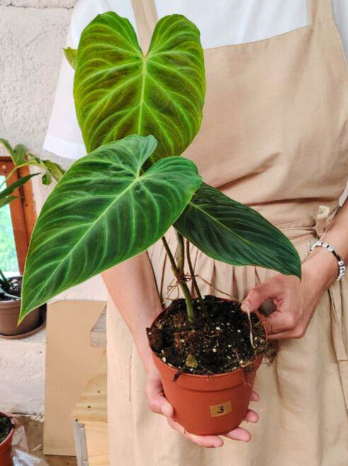 Philodendron Splendid – Velluto tropicale e foglie scenografiche