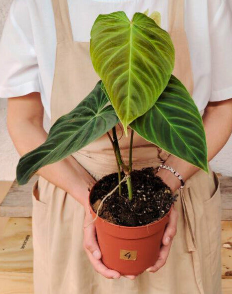 Philodendron Splendid – Velluto tropicale e foglie scenografiche