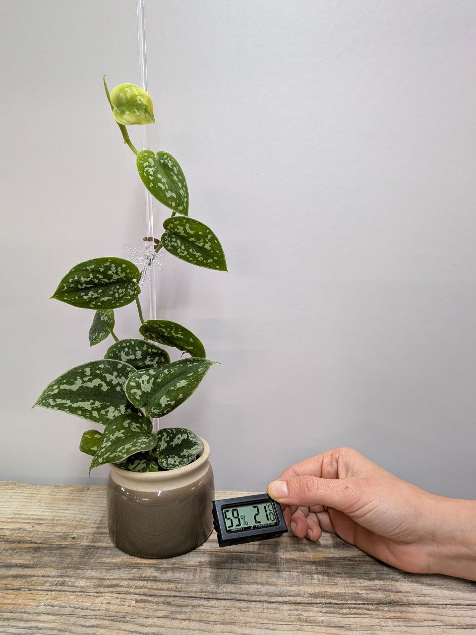 Mini termoigrometro per monitorare temperatura e umidità delle piante