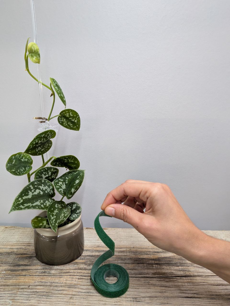 Velcro per piante – supporto flessibile e regolabile per rampicanti