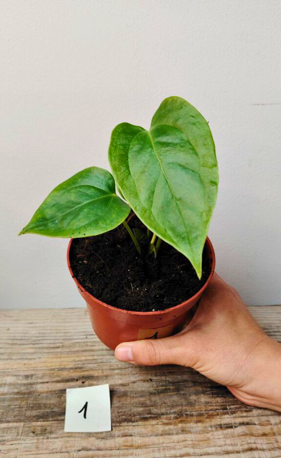 Anthurium Veitchii: Il Re con le Foglie a Coste, Eleganza in Verticale