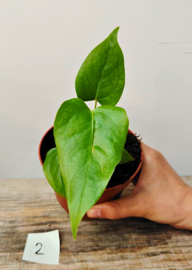 Anthurium Veitchii: Il Re con le Foglie a Coste, Eleganza in Verticale