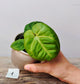 Anthurium Villenaorum – Eleganza Vellutata Tocco Esotico | Aracearium