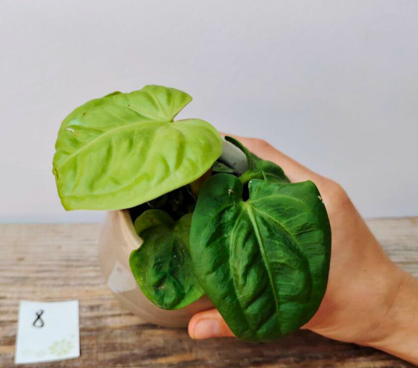Anthurium Villenaorum: Eleganza Vellutata e Tocco Esotico per la Tua Giungla Domestica
