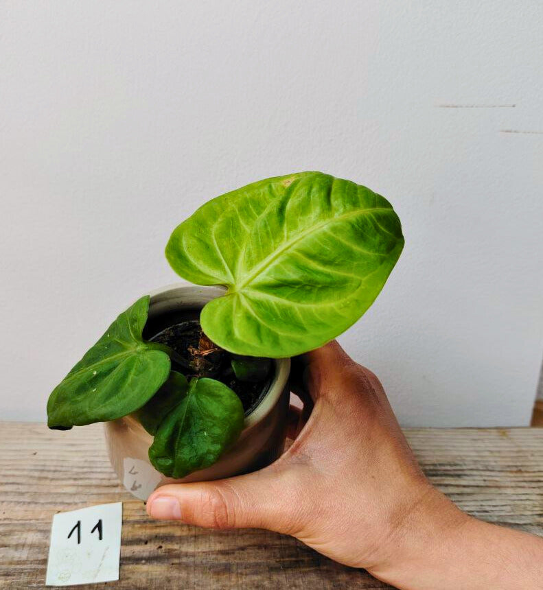 Anthurium Villenaorum: Eleganza Vellutata e Tocco Esotico per la Tua Giungla Domestica