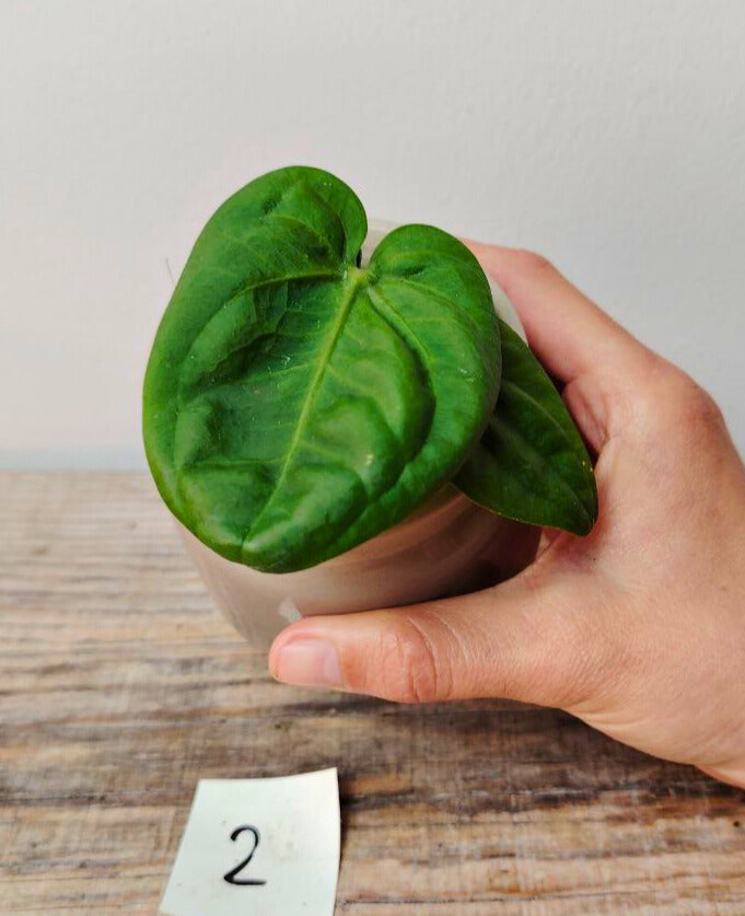 Anthurium Villenaorum: Eleganza Vellutata e Tocco Esotico per la Tua Giungla Domestica